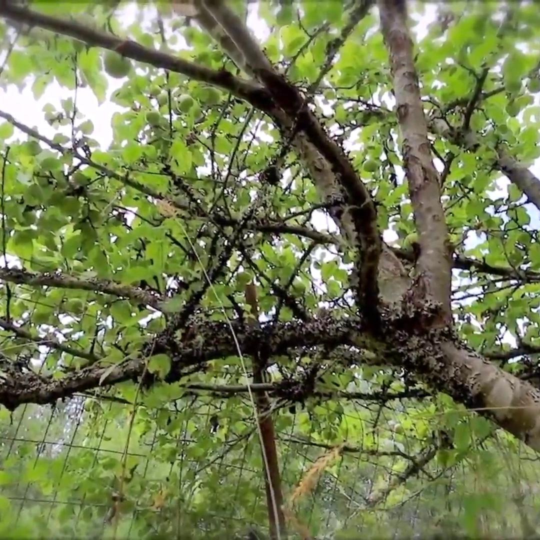 Rose Kelly Witchway To Romance PPV Video Leaked